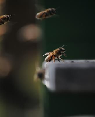 Beehives on the roofs of Paris
